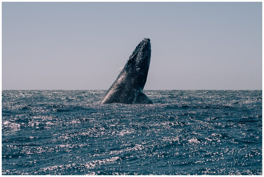 sea of cortez, baja california, mexico, cabo san lucas, whale watching, tour, sea lion, pelican, el arco, the arch, pacific ocean, gulf of california, travel photography, travel photographer, wanderlust, 