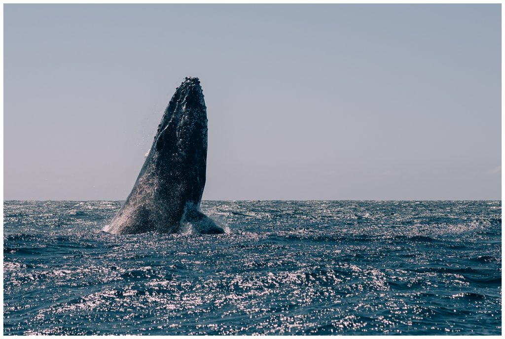 sea of cortez, baja california, mexico, cabo san lucas, whale watching, tour, sea lion, pelican, el arco, the arch, pacific ocean, gulf of california, travel photography, travel photographer, wanderlust, 