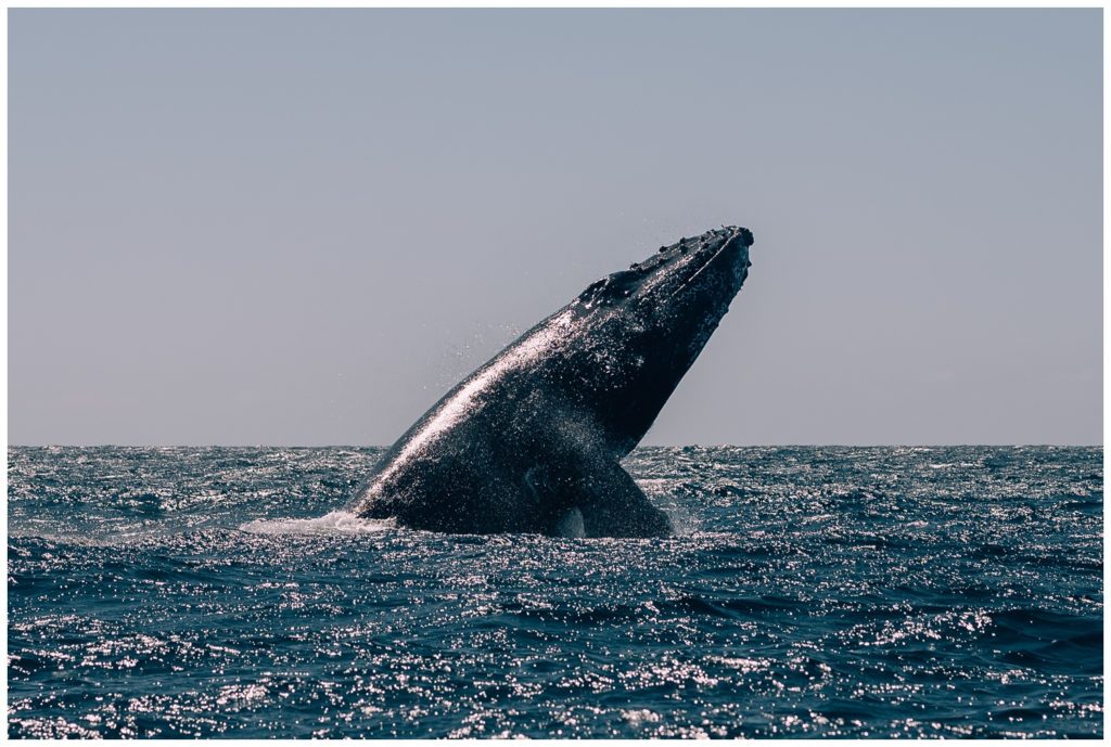 sea of cortez, baja california, mexico, cabo san lucas, whale watching, tour, sea lion, pelican, el arco, the arch, pacific ocean, gulf of california, travel photography, travel photographer, wanderlust, 