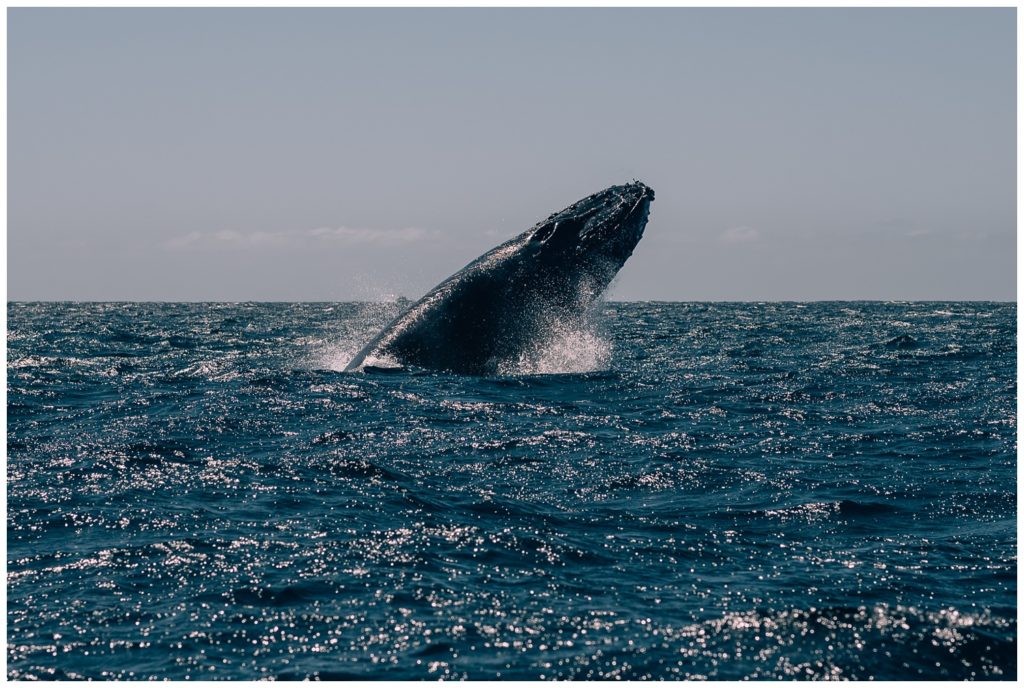 sea of cortez, baja california, mexico, cabo san lucas, whale watching, tour, sea lion, pelican, el arco, the arch, pacific ocean, gulf of california, travel photography, travel photographer, wanderlust, 