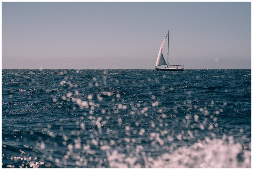 sea of cortez, baja california, mexico, cabo san lucas, whale watching, tour, sea lion, pelican, el arco, the arch, pacific ocean, gulf of california, travel photography, travel photographer, wanderlust, 