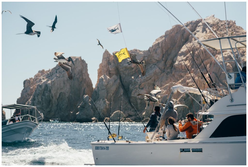 sea of cortez, baja california, mexico, cabo san lucas, whale watching, tour, sea lion, pelican, el arco, the arch, pacific ocean, gulf of california, travel photography, travel photographer, wanderlust, 