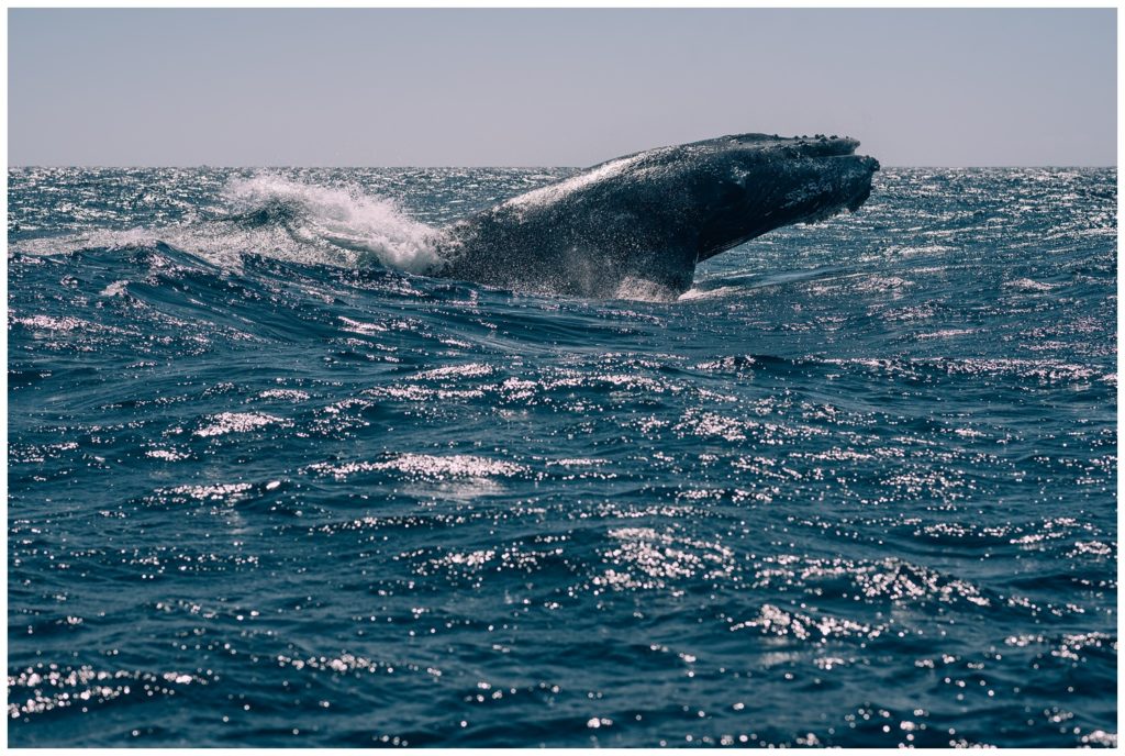 sea of cortez, baja california, mexico, cabo san lucas, whale watching, tour, sea lion, pelican, el arco, the arch, pacific ocean, gulf of california, travel photography, travel photographer, wanderlust, 