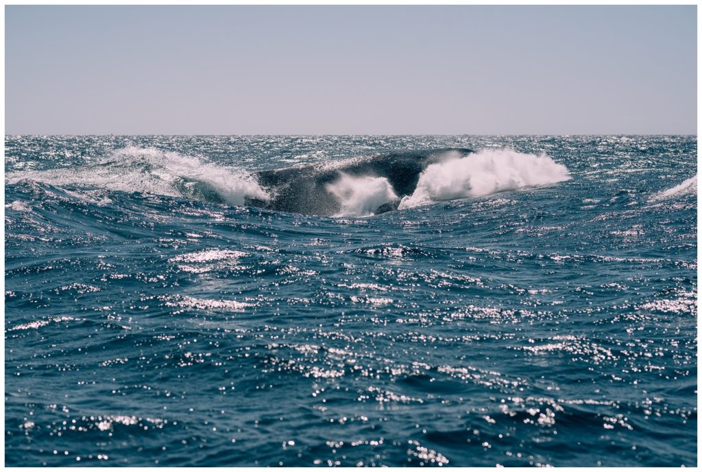 sea of cortez, baja california, mexico, cabo san lucas, whale watching, tour, sea lion, pelican, el arco, the arch, pacific ocean, gulf of california, travel photography, travel photographer, wanderlust, 