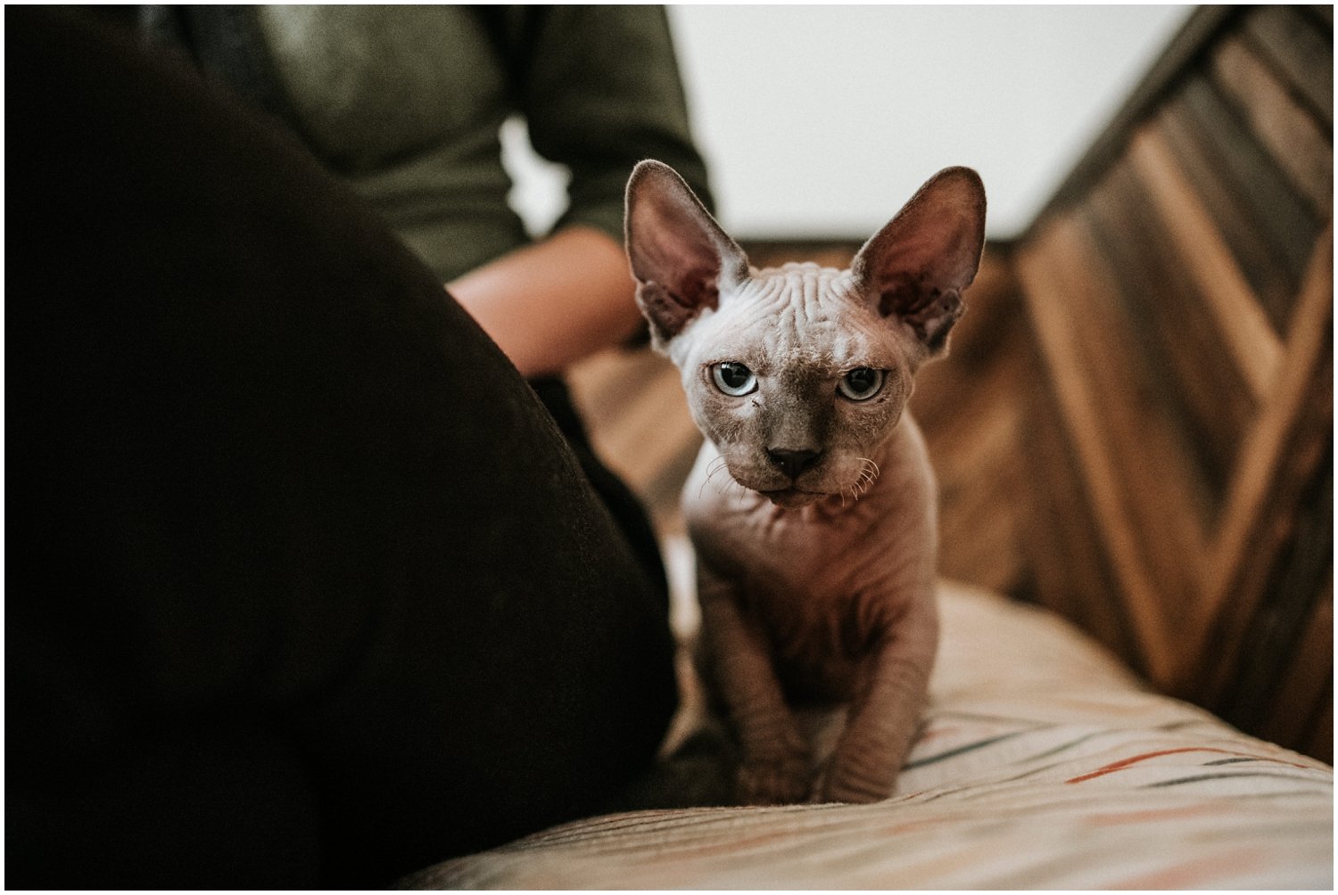 kat, katsrodden, katherine smith-rodden, chicago photographer, chicago model, moody, fairfield flat, apartment, pilsen, chicago, photoshoot, photography, lifestyle, fashion, iron and honey, intimate, hairless cat, sphynx cat, sphynx